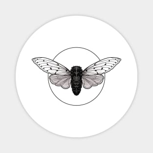 Cicada Magnet